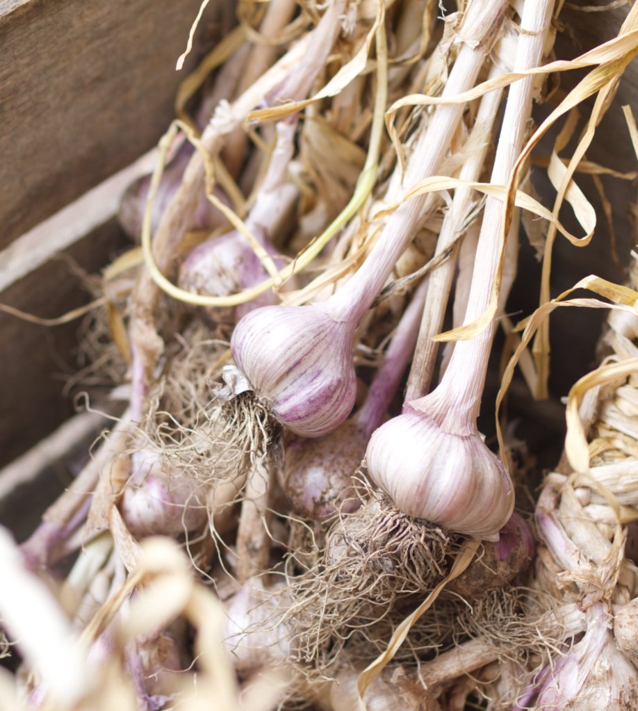 Garlic Grater  Roots & Harvest Homesteading Supplies